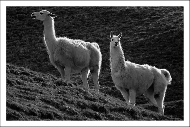 Bild 2912 - Alpakas in Perfuchsberg - Landeck | Foto: © by Ing. Günter Kramarcsik