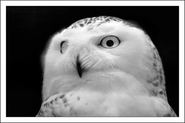 Bild 1285 - Schneeeule | Foto: © by Ing. Günter Kramarcsik