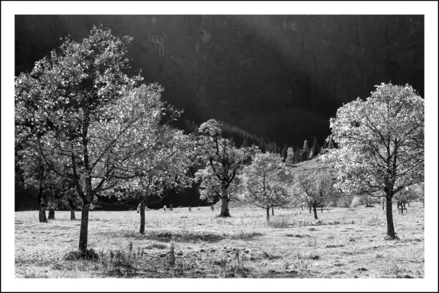 Bild 9261 - Ahornboden (Risstal - Eng) - Naturpark Tirol | Foto: © by Ing. Günter Kramarcsik