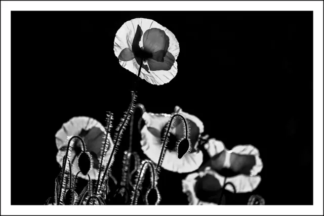Bild 3347 - Mohn im Gegenlicht (Runser Aus) | Foto: © by Ing. Günter Kramarcsik