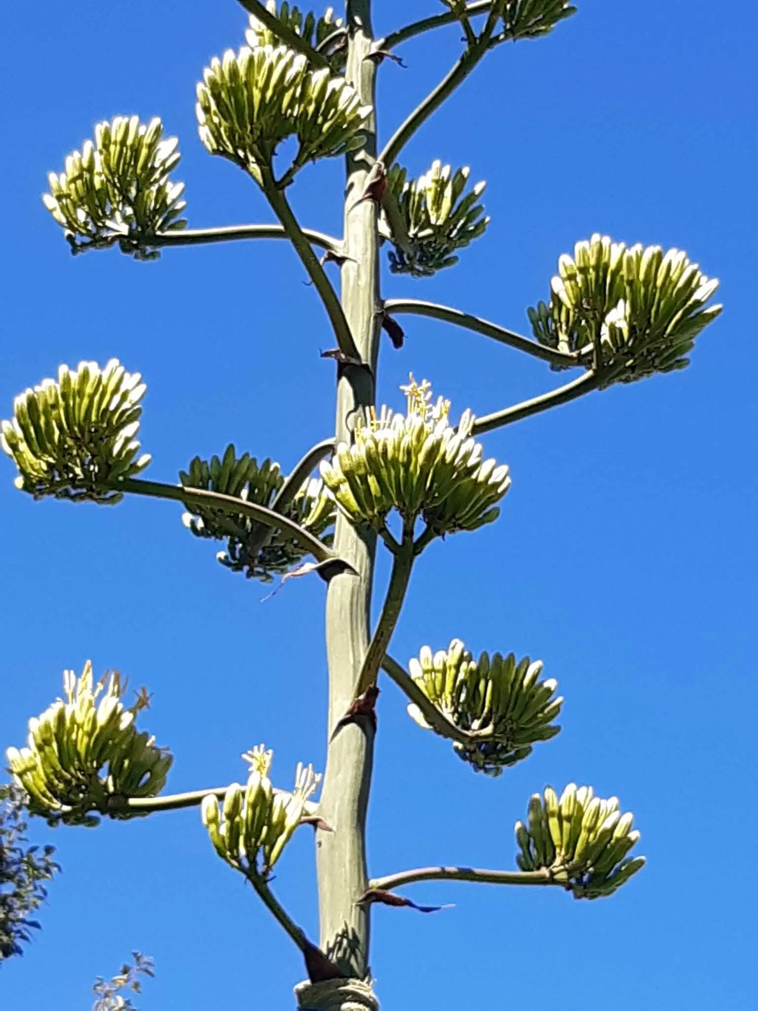 Botanisches Highlight in Grnburg: Agave blht nach 65 Jahren zum ersten  und einzigen Mal - Kirchdorf