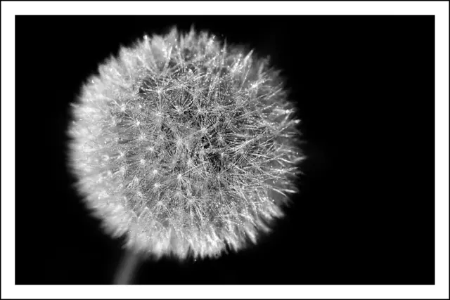 Bild 8777 - Löwenzahn mit Morgentau | Foto: © by Ing. Günter Kramarcsik