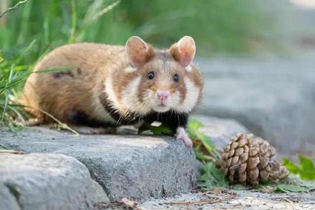 Feldhamster gehören zu den neuen Bewohnern im historischen Bärenkäfig des Tiergarten Schönbrunn.  | Foto: Daniel Zupanc