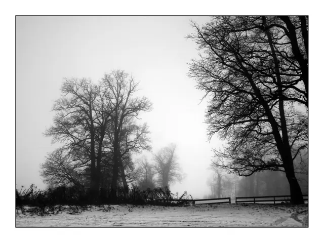 Bild 2001 - Eichenwald bei Stams | Foto: © by Ing. Günter Kramarcsik