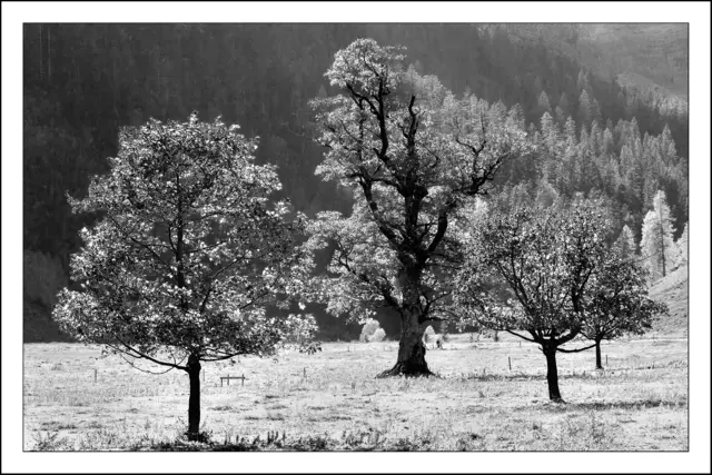 Bild 9258 - Ahornboden - Naturpark Karwendel - Tirol | Foto: © by Ing. Günter Kramarcsik