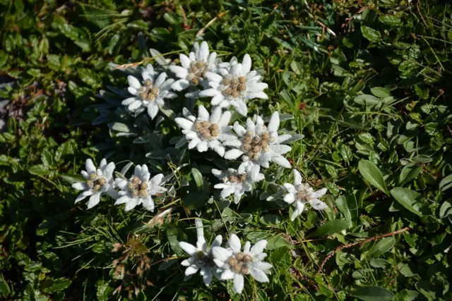 Edelweisblüte | Foto: Rolf Majcen