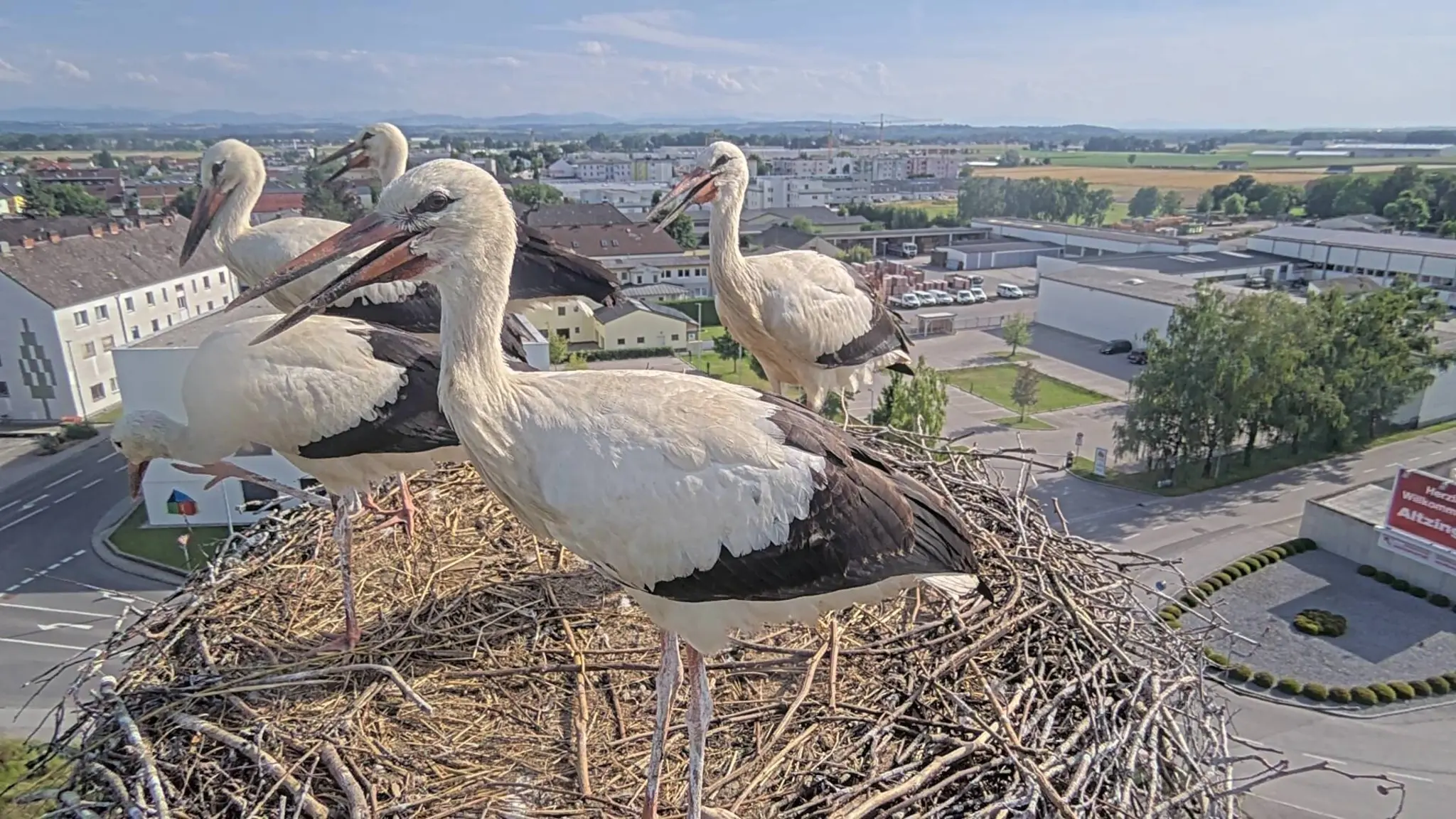 Off to the south: Young storks from Perg embark on their first big journey ...