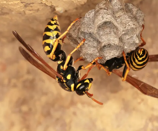 Die Wespenkönigin – hier jene der „Gallischen Feldwespe“ – baut Anfangs ein kleines Nest in das wenige Brutzellen mit Arbeiterinnen angelegt werden, die ihr dann helfen beim Ausbau des Nestes. | Foto: Josef Limberger