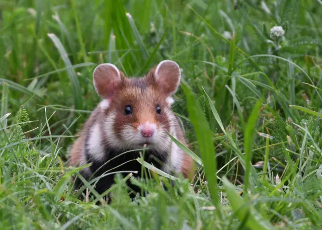 Der Feldhamster wird derzeit im Tullnerfeld gesucht. | Foto: Stefan Gerhold