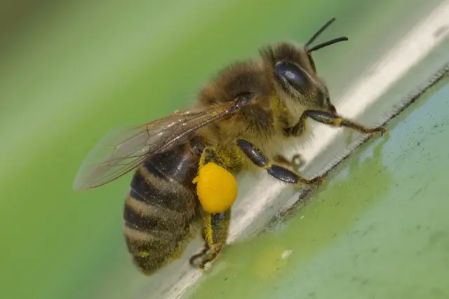 Honigbienen können heute nur noch mithilfe von Imkern überleben. | Foto: Gerhard Hütmeyer