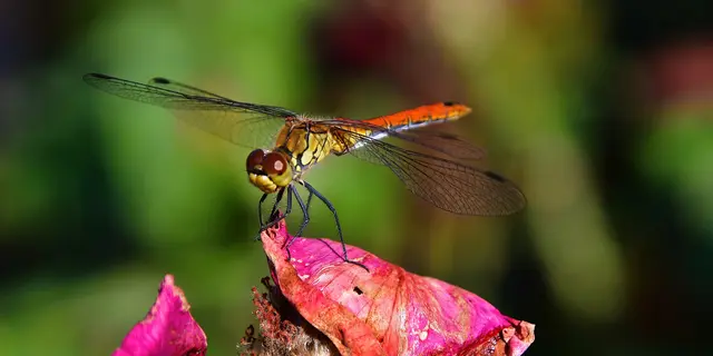 Eine Libelle als sommerliches Motiv aus der Regionauten-Community im Burgenland | Foto: Hermann Sauer