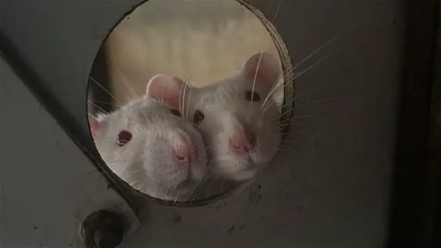 45 weitere Ratten habe ein Versuchslabor an das Tierschutzhaus Vösendorf übergeben. Die kleinen Nager sind wohl auf und sollen bald vermittelt werden. | Foto: Tierschutzhaus Vösendorf