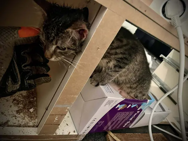 Jungkater Tobi steckte mit seinem Kopf in einem Loch des Fernsehschranks und wurde von der Feuerwehr aus seiner misslichen Lage befreit. | Foto: FF Traboch-Timmersdorf