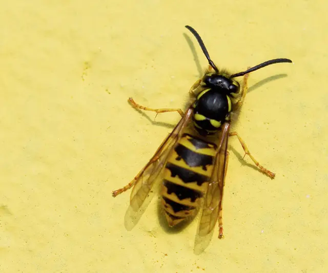 Wespen – hier eine „Gemeine Wespe“ – besitzen eine auffällige gelb-schwarze Warnfärbung, um sich gegenüber möglichen Fressfeinden wehrhaft zu zeigen. | Foto: Josef Kleinhappel