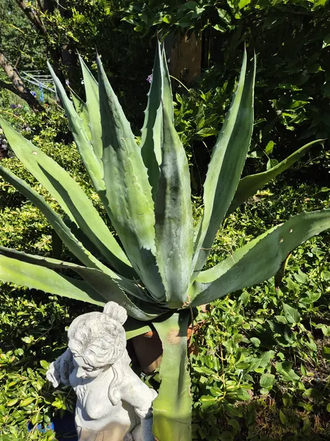 Schick auch du uns deine Fotos mit Bezirk und Kurzbeschreibung an graz@meinbezirk.at (Betreff: "MeinGarten"). | Foto: Manuela Gollner