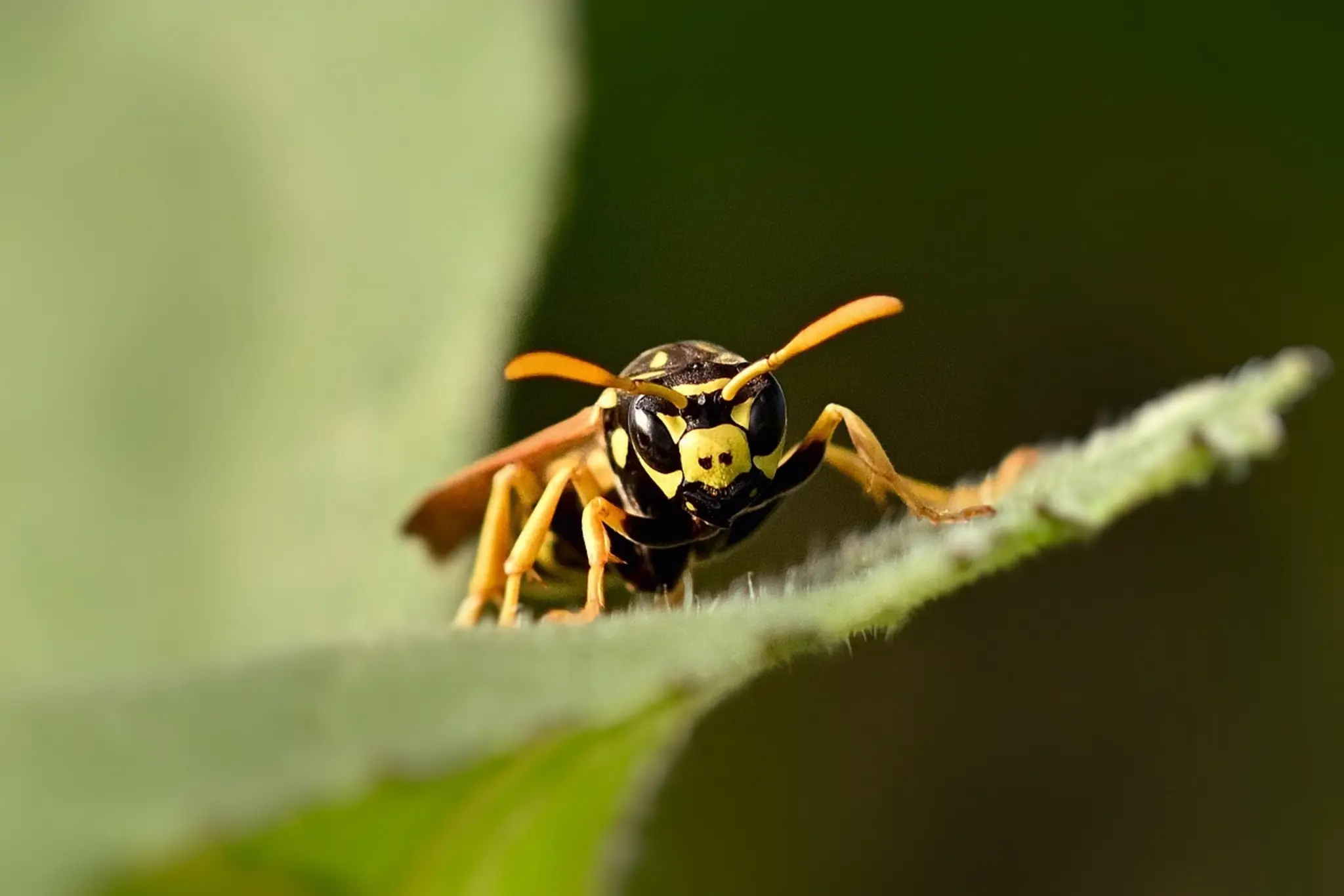 Wenn-Insektenstiche-gef-hrlich-werden