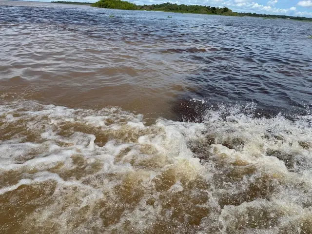 Das Forschungsteam ist in der ganzen Welt unterwegs: Spannend ist der farblich gut sichtbare Zusammenfluss des Rio Negro und des Amazonas bei Manaus in Braslilien. | Foto: Johanna Irrgeher