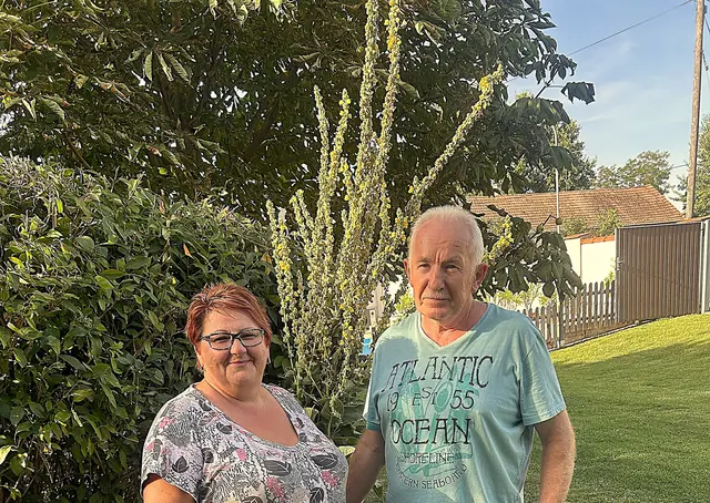 Inge und Karl Hochmeister mit der Riesen-Königskerze.
 | Foto: Josef Kohzina