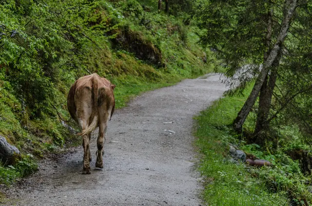 Auf einer Alm kam es zu einem folgenschweren Zwischenfall mit einem Rind. (Symbolbild) | Foto: smarterpix