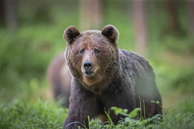 Es wurde ein Bienenstock im Gailtal und einer in Klagenfurt geplündert. (Symbolfoto) | Foto: stock.adobe.com/at/JTP Photography 