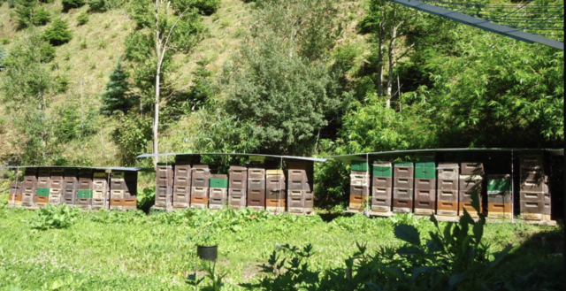 Die Bienen sind der Grund warum es nun Christbäume in Gries im Sellrain gibt.  | Foto: Tiroler Christbäume