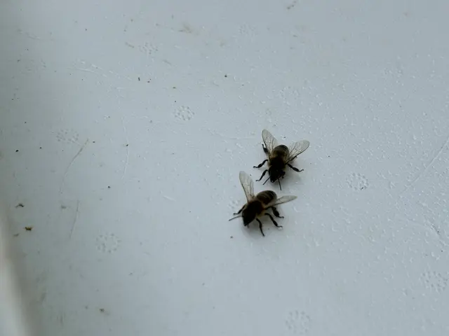 Foto: Nathanael Peterlini