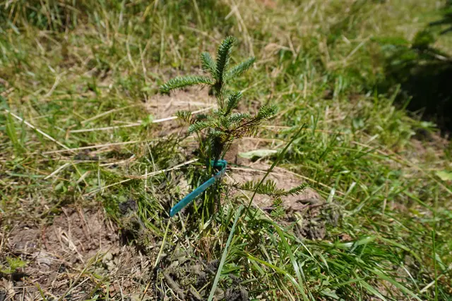 Johann Baier beginnt seine Zucht mit Setzlingen.  | Foto: AMG