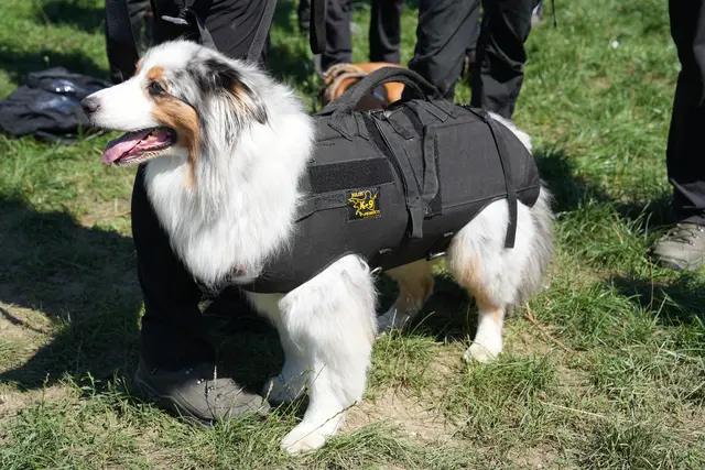 Die Hunde des Samariterbundes übten mit dem Polizeihubschrauber für den Ernstfall. | Foto: MeinBezirk.at