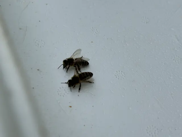 Foto: Nathanael Peterlini