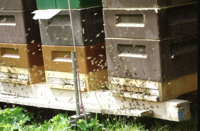 Foto: Tiroler Christbaum