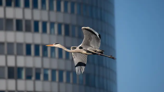 Foto: Graureiher: Sylvia Marchart / stadtwildtiere.at