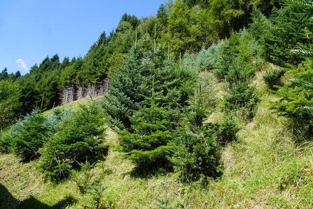 Für den Wachstum der Bäume braucht es neben dem Zuschneiden und Zurechtbinden auch die richtigen Bodenverhältnisse.  | Foto: AMG