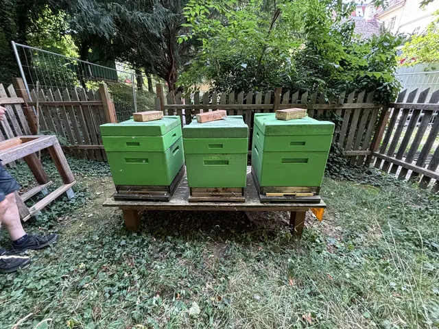 Drei Bienenstöcke kümmern sich um den Honig. Dippelreiter kümmert sich gemeinsam mit den Schülern um die fleißigen Summer. | Foto: Nathanael Peterlini