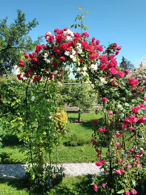 Hilde und Ernst Baier freuen sich über die Blütenpracht im Puntigamer Heimgarten. | Foto: Baier