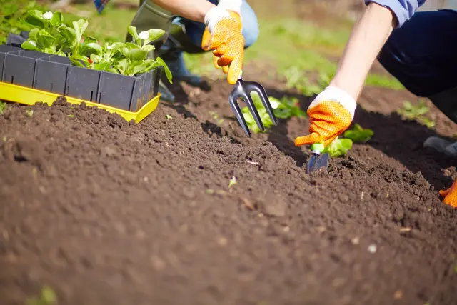 Für das Wintergemüse ist es noch zu früh, aber der Sommersalat lässt sich noch gut nachbesetzen.  | Foto: Smarterpix/Pressmaster