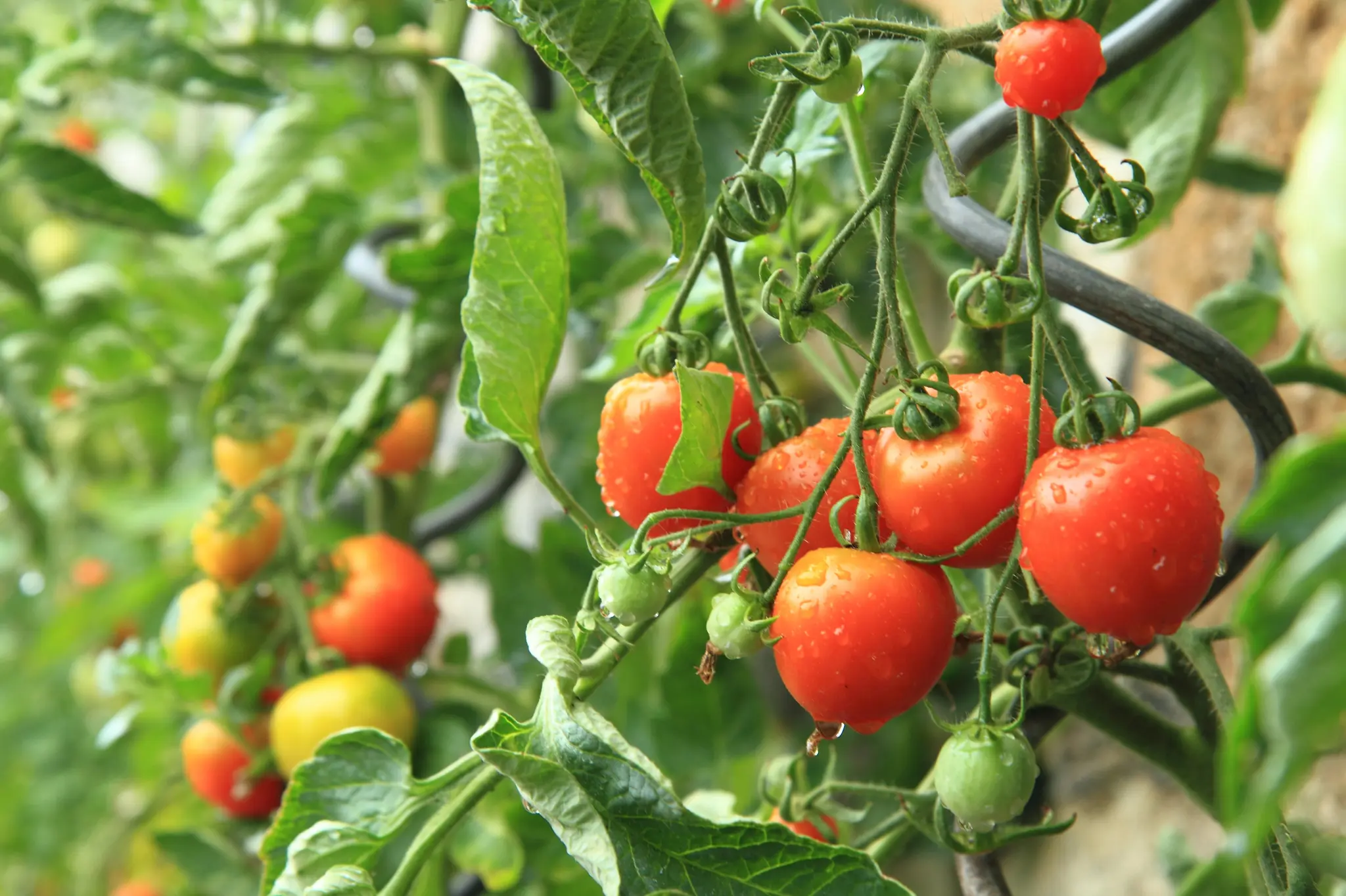 Tipps vom Welser Spezialisten: Was man Ende August im Garten machen kann - ...