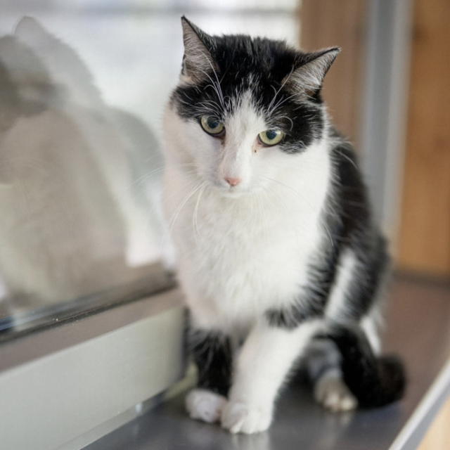Katzendame Shiva Diva sucht ein neues Zuhause. | Foto: Tierheim Pinzgau
