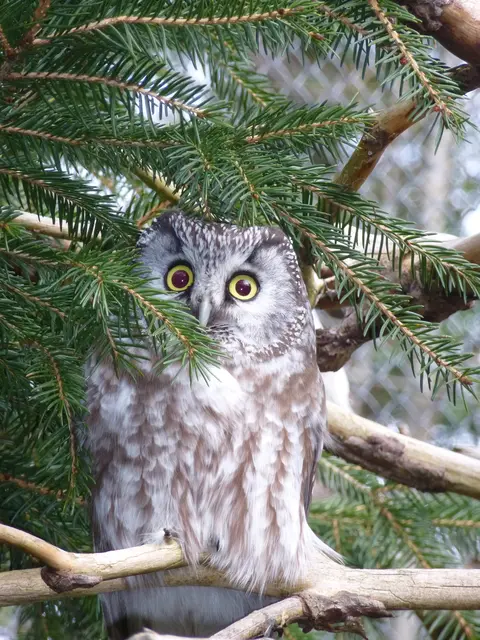 Die Raufußkäuze fühlen sich sichtlich wohl im Alpenzoo. Bereits zum zweiten Mal in diesem Jahr bekamen sie Nachwuchs. | Foto: Alpenzoo Innsbruck