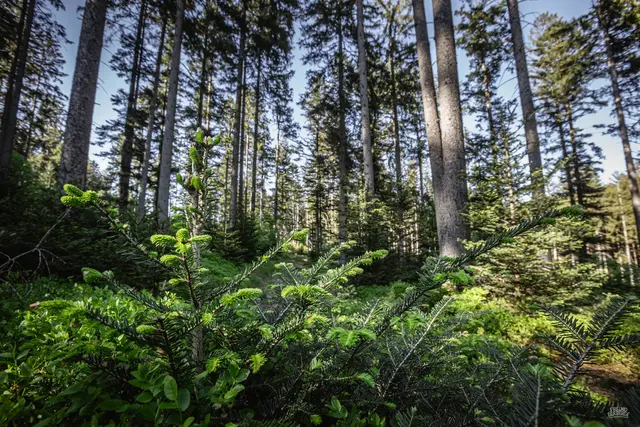 Die Bundesforste laden am 6. September in Schwaz zu einer Führung ein.  | Foto: ÖBF