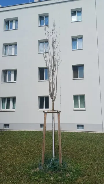 Wiener Wohnen zeigt sich mit der geringen Ausfallquote zufrieden.  | Foto: Zukunft Stadtbaum