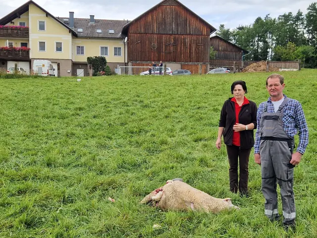 Wolfsattacke bei Familie Holzmann in Schönbichl bei Groß Gerungs. | Foto: Gerhard Fallent