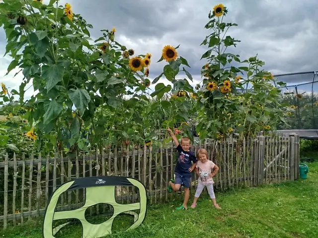 Die Kinder vor den riesigen Sonnenblumen. | Foto: Doris Wimhofer
