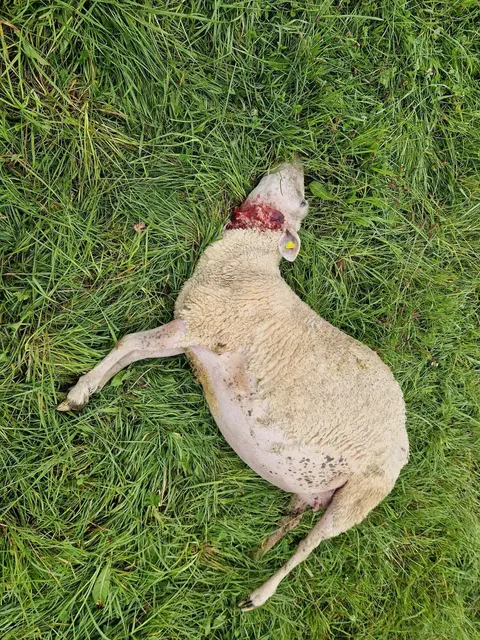 Foto: Gerhard Fallent