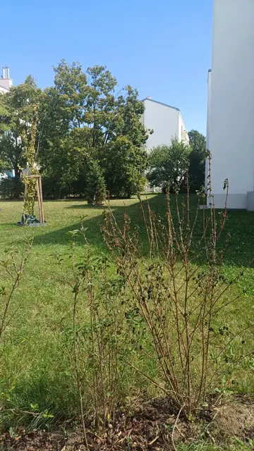 Foto: Zukunft Stadtbaum