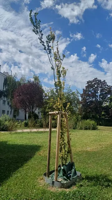 Foto: Zukunft Stadtbaum