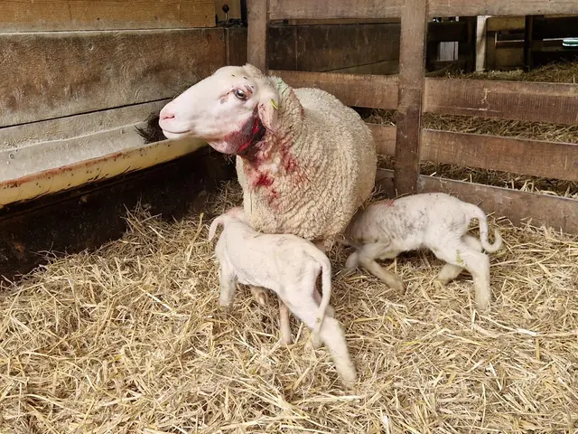 Mutterschaf mit 2 Lämmern lebensgefährlich verletzt  | Foto: Gerhard Fallent