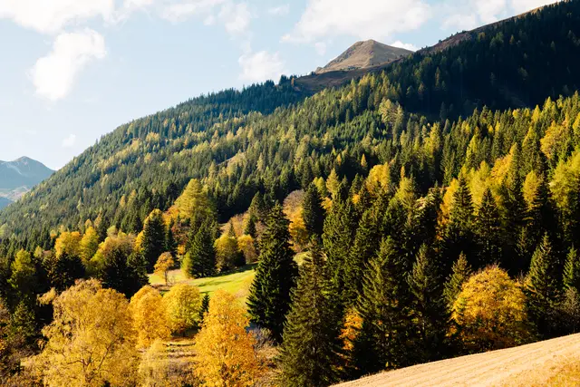 A golden autumn is offered in the Murtal. | Photo: Murtal/Steinegger tourism association