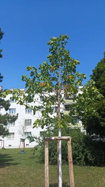 Foto: Zukunft Stadtbaum