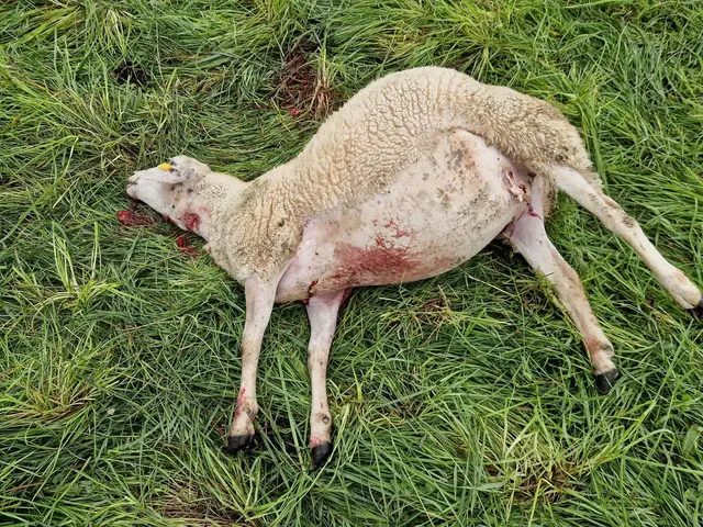 Foto: Gerhard Fallent