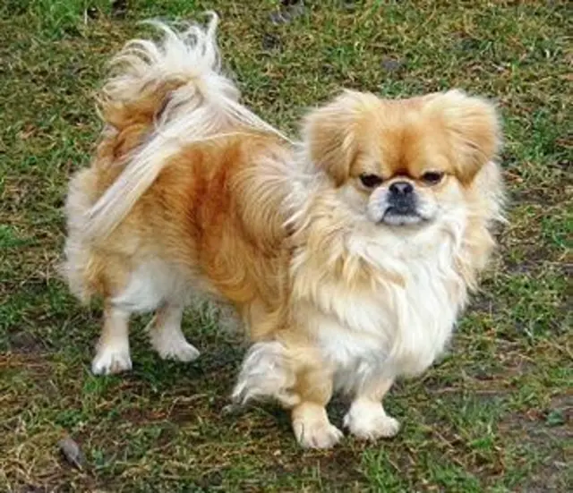 5. Pekinese | Foto: Wikipedia